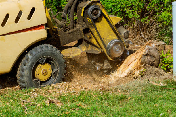 Residential Tree Removal